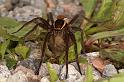 Dolomedes_fimbriatus_D5098_Z_90_Canal du Nivernais_Frankrijk